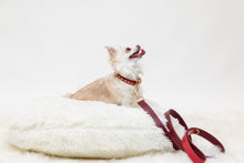 Load image into Gallery viewer, Long haired chihuahua wearing the La dorada red and gold dog collar. Handmade in real leather.