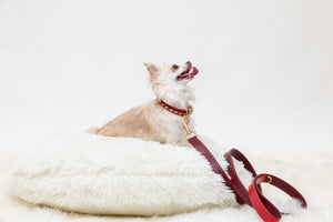 Long haired chihuahua wearing the La dorada red and gold dog collar. Handmade in real leather.