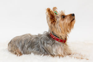 La Dorada Dog Collar