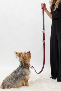 Yorkshire terrier and owner. dog is wearing a red and gold leather dog collar and owner is holding a red leather dog leash with letter pins.