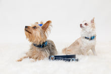 Load image into Gallery viewer, Yorkshire terrier and chihuahua dog wearing designer navy leather dog collar and leash with pin attachment