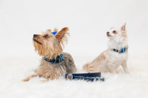 Yorkshire terrier and chihuahua dog wearing designer navy leather dog collar and leash with pin attachment