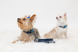 Yorkshire terrier and chihuahua  wearing handmade designer navy leather dog leash with pin attachment
