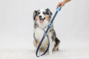 Dog wearing a handmade designer navy leather dog leash with pin attachment