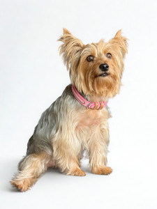 Andes Dog Collar - Baby Pink Camel