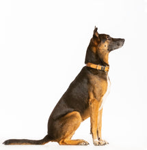 Load image into Gallery viewer, German Shepard dog wearing a Strapets brand leather dog collar. The dog collar is handmade with gold plated nickel hardware, camel color leather with black trim detail.